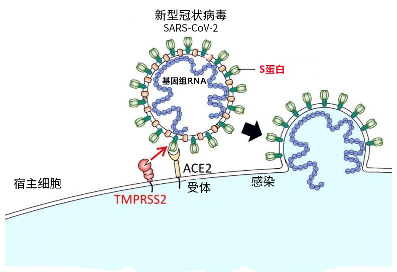 新冠病毒rna图片图片