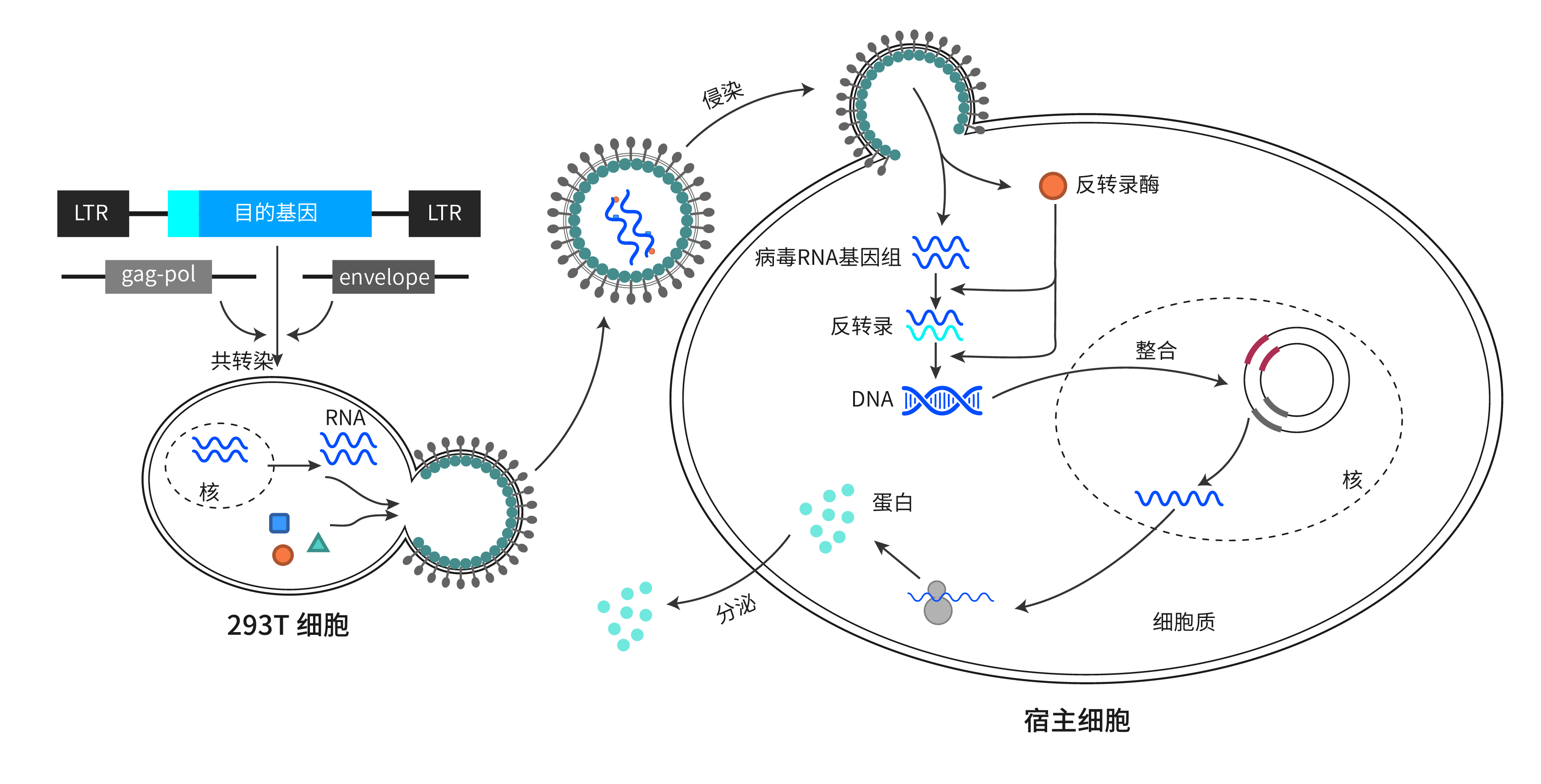 单病毒示踪技术揭示艾滋病毒有效侵染巨噬细胞过程|病毒|艾滋病毒|细胞_新浪新闻